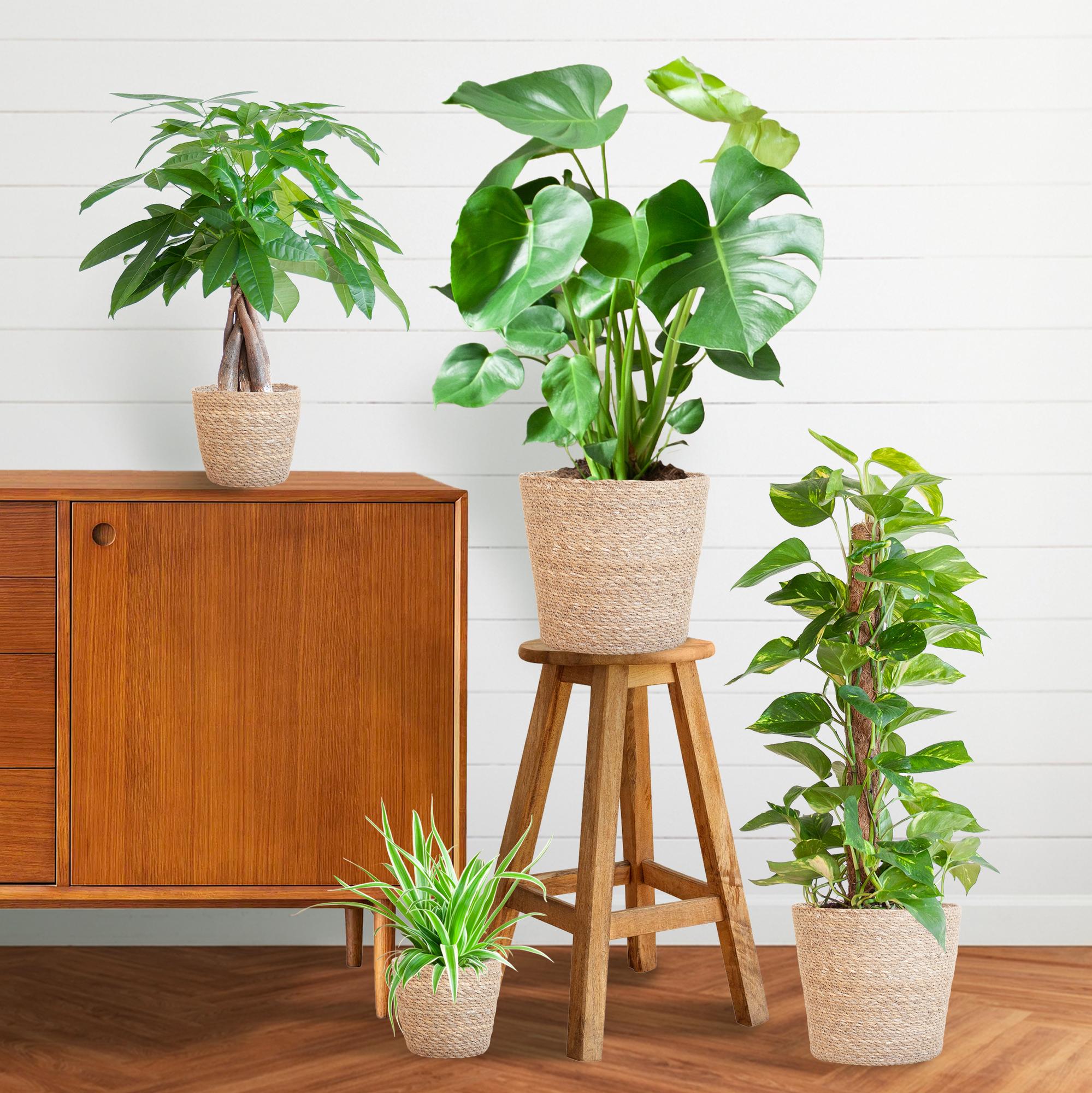 XXL Plantenbox met mand