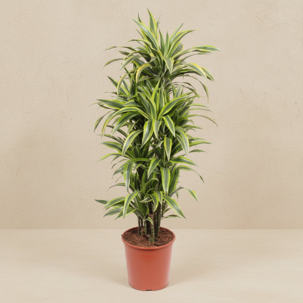 Dracaena Lemon Lime (drakenbloedboom) 150 cm hoog, pot ø30 cm