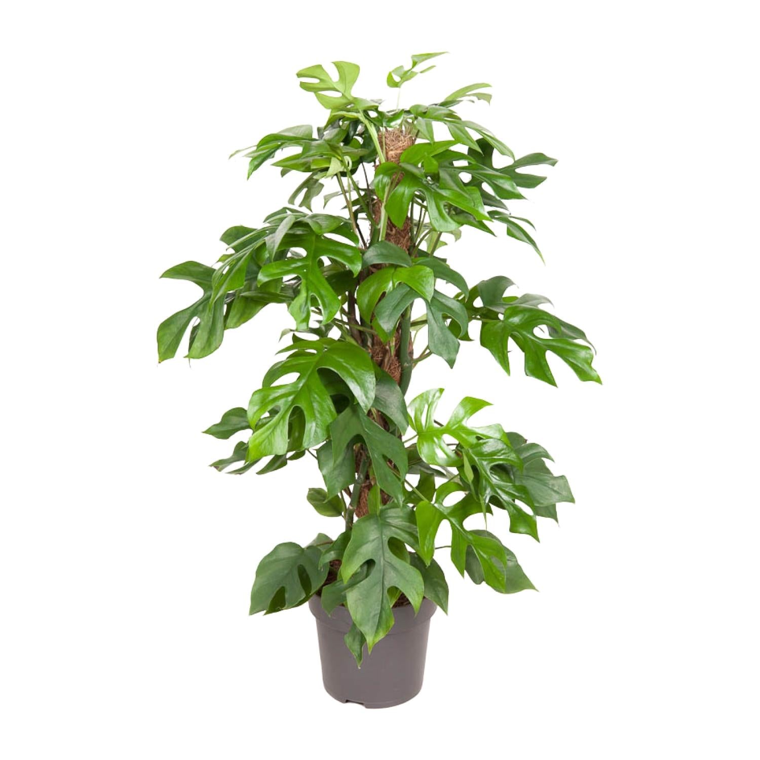 Monstera Minima (gatenplant) 80 cm hoog, pot ø19 cm