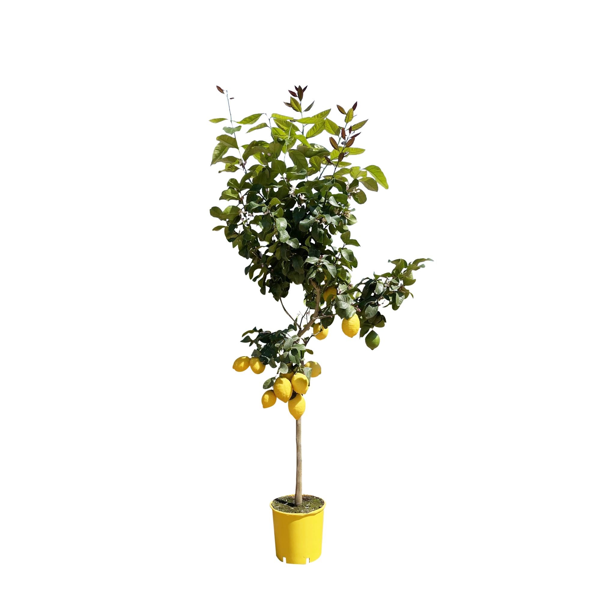 Citroenboom (Citrus limon) 140 cm hoog, pot ø24 cm
