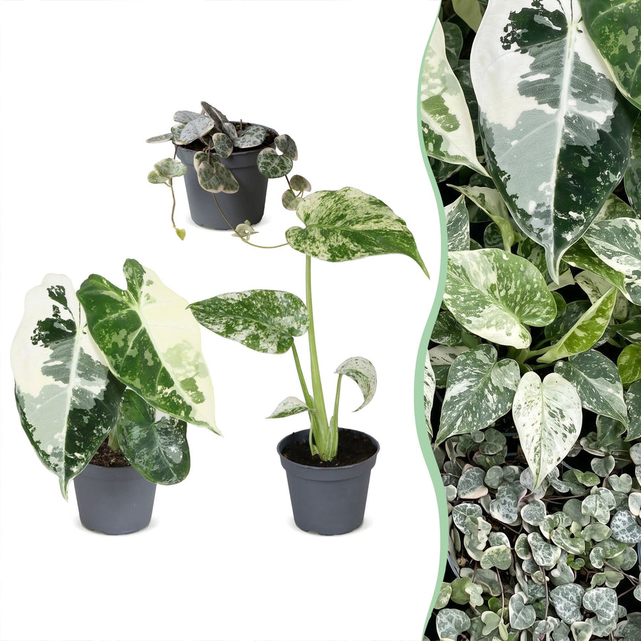 Baby Variegata Mix (3 Pflanzen, Topf ø6 cm)