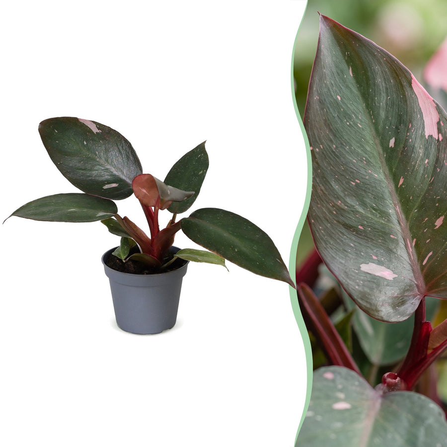 Pink-Princess-Philodendron (Philodendron erubescens 'Pink Princess') 12 cm hoch, Topf ø6 cm