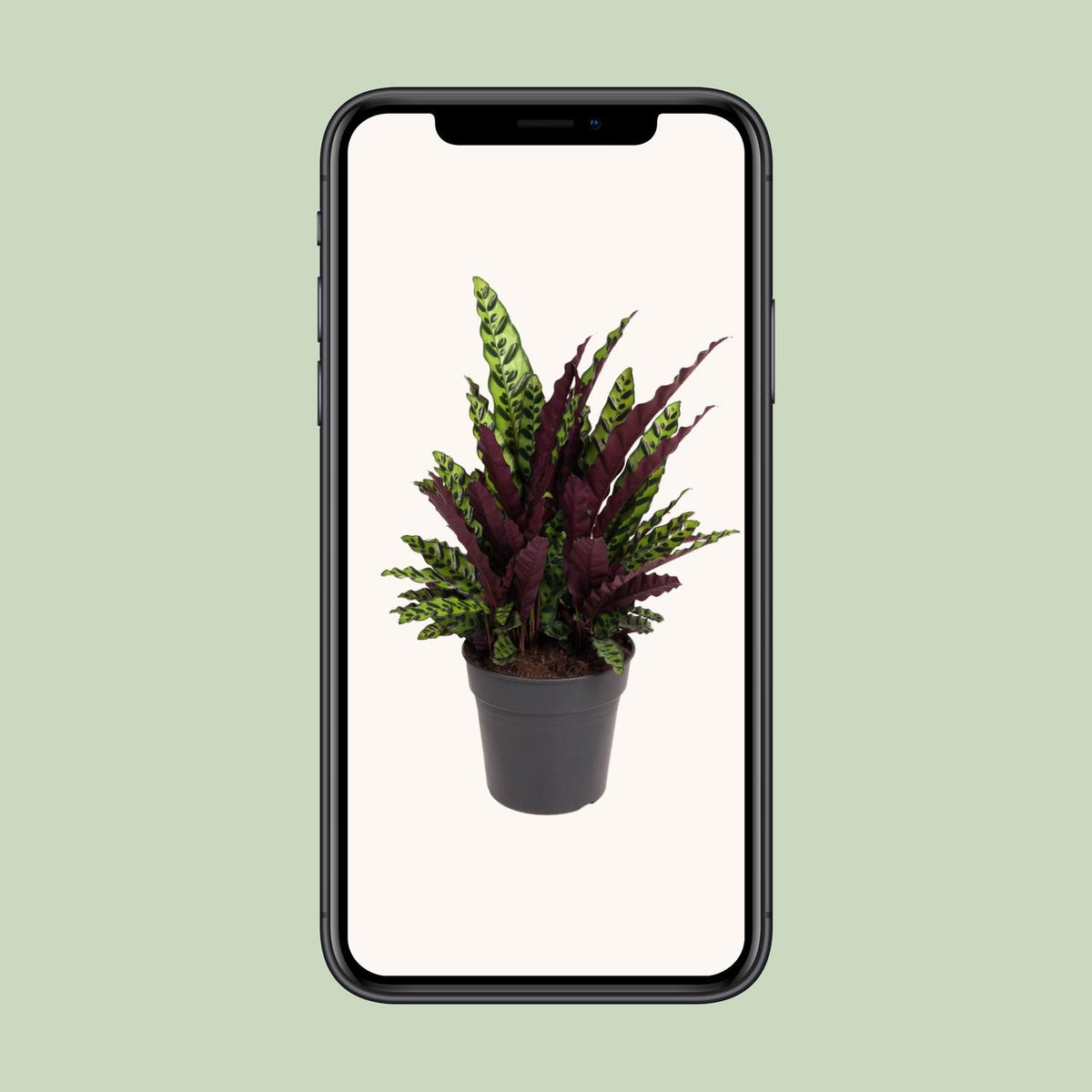 Calathea alta 70 cm, vaso ø27 cm