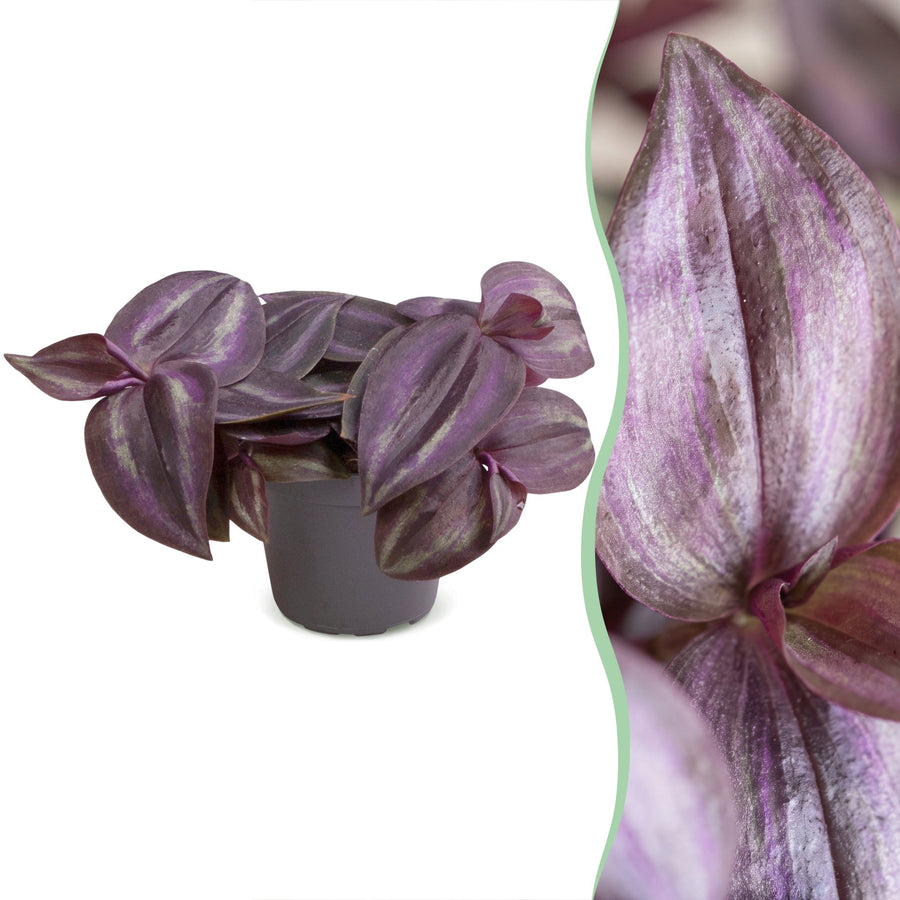 Trzykrotka (Tradescantia 'Purple Joy') 5 cm wysokości, doniczka ø6 cm