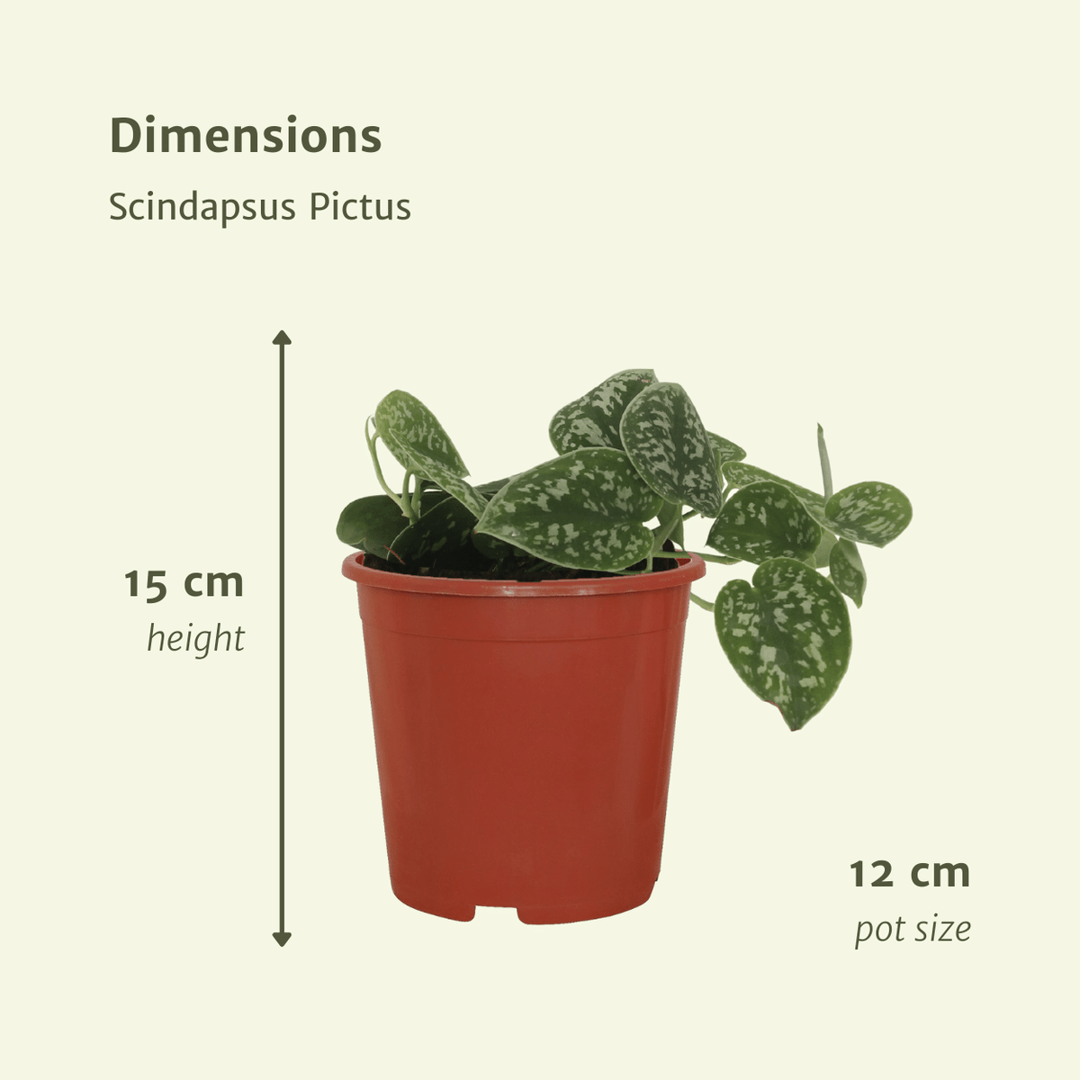 Gefleckte Efeutute , 4 Pflanzen, Topf ø12 cm