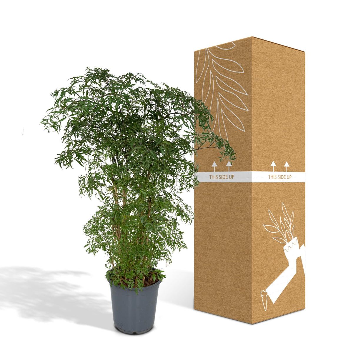Aralia 75 cm hög, kruka ø21 cm