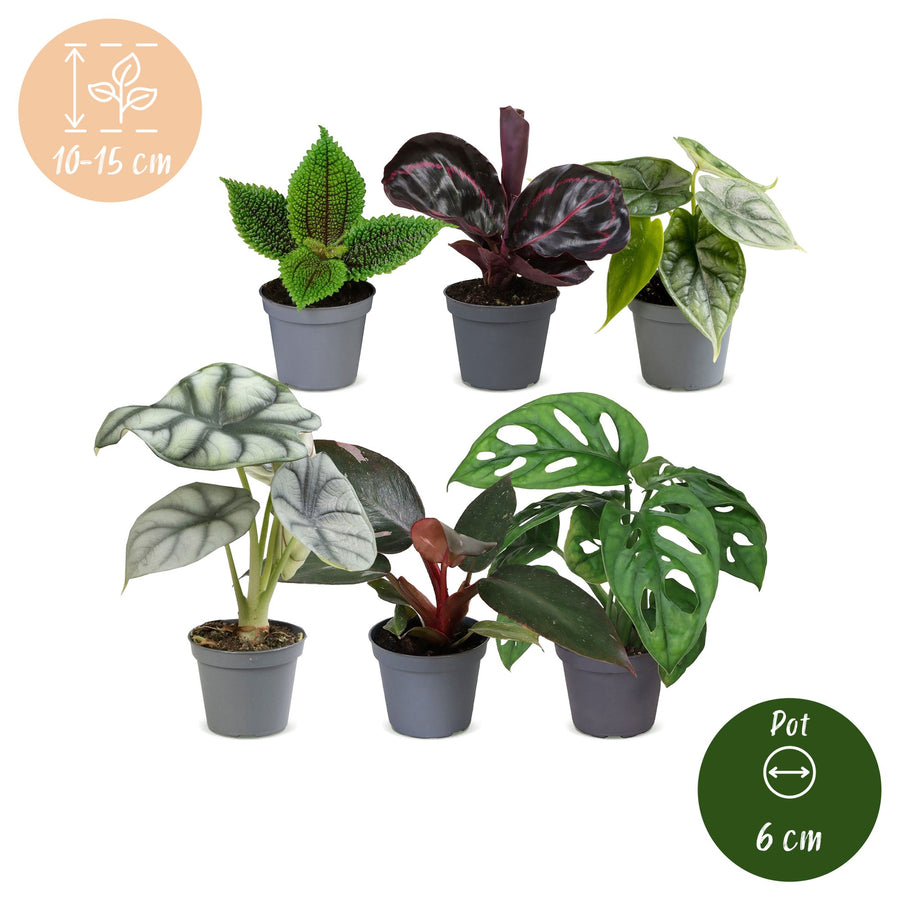 Baby Jungle Mix (6 roślin, doniczka ø6 cm)