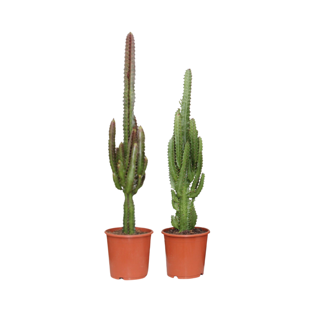 Euphorbia Grøn Rød