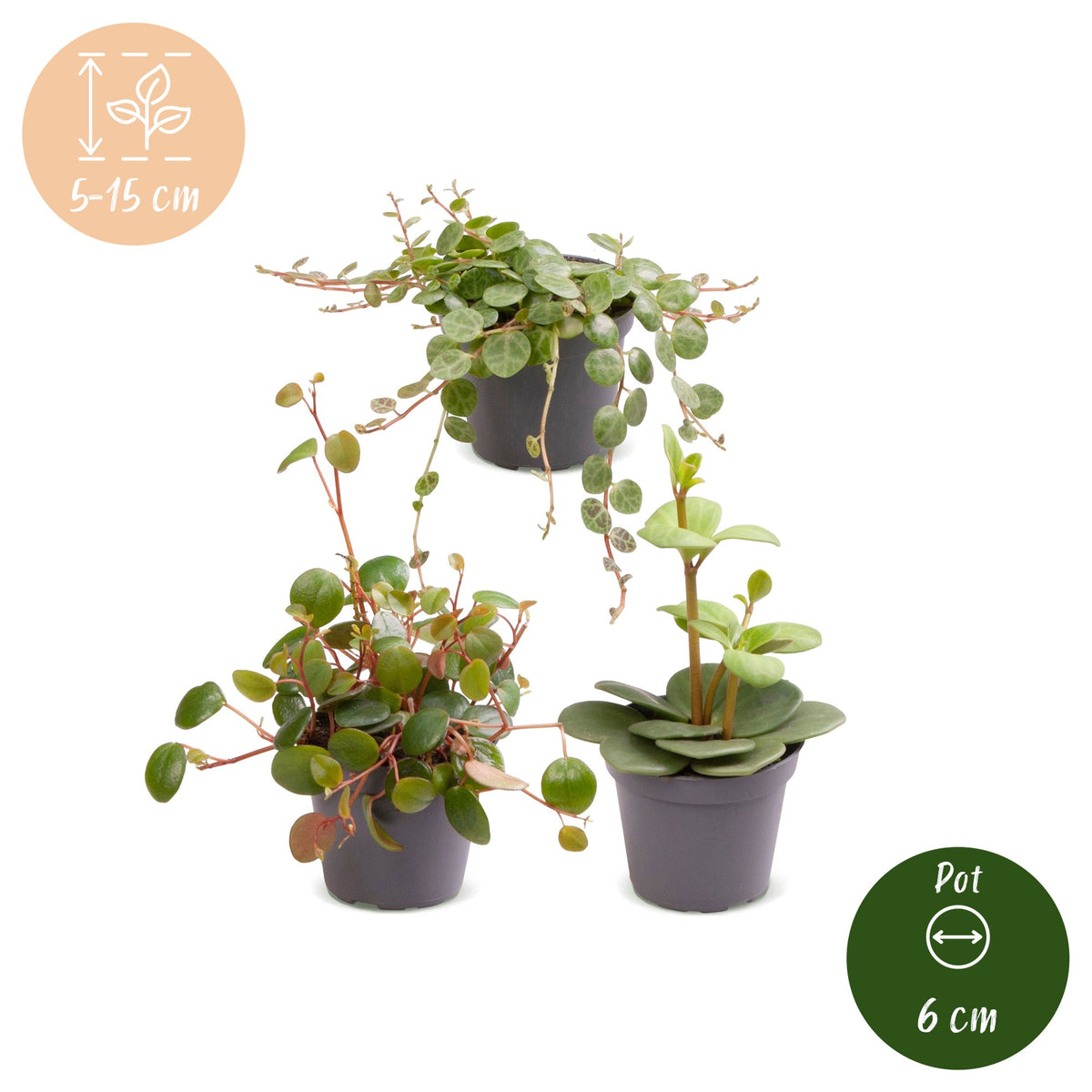 Miks Baby Peperomia