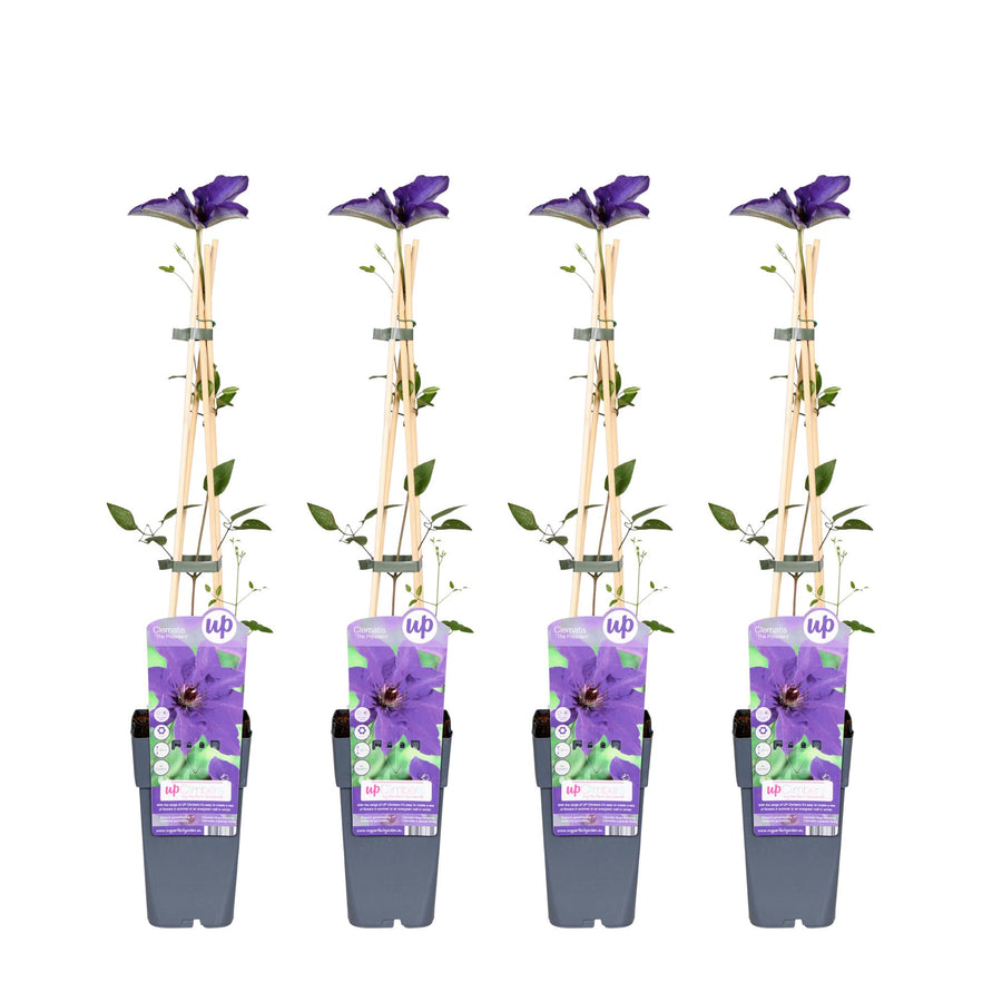Klematis 'The President' (Clematis), 4 planter på 65 cm