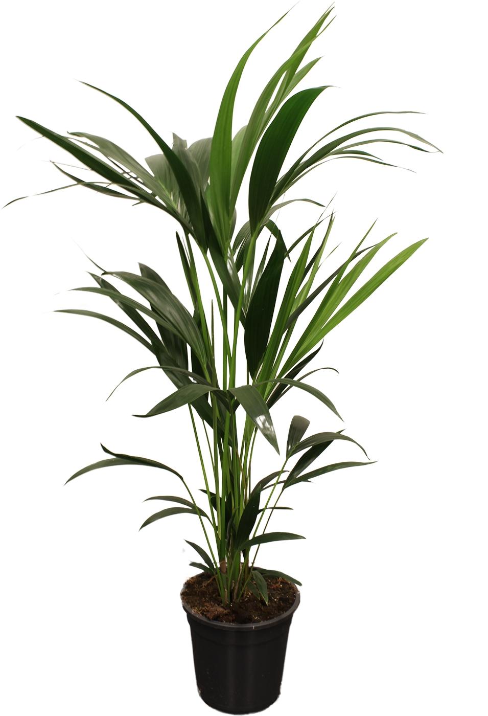 Howea forsteriana