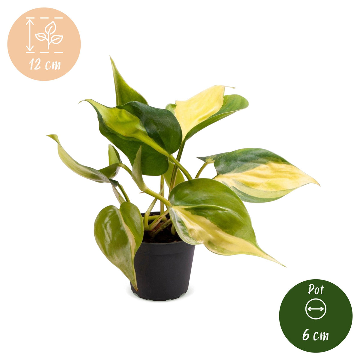 Philodendron hederaceum 'Brasil'