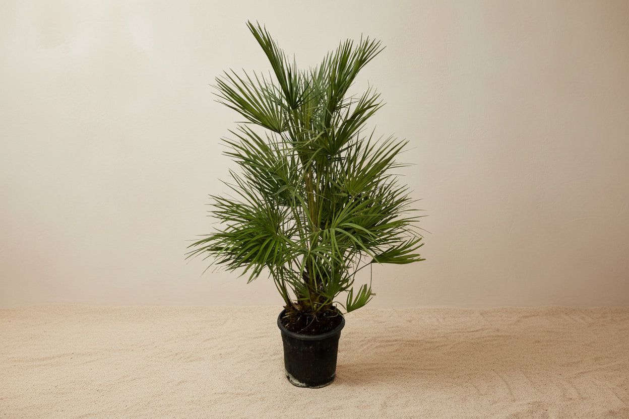 Dwergpalm (Chamaerops humilis) 130 cm hoog, pot ø24 cm