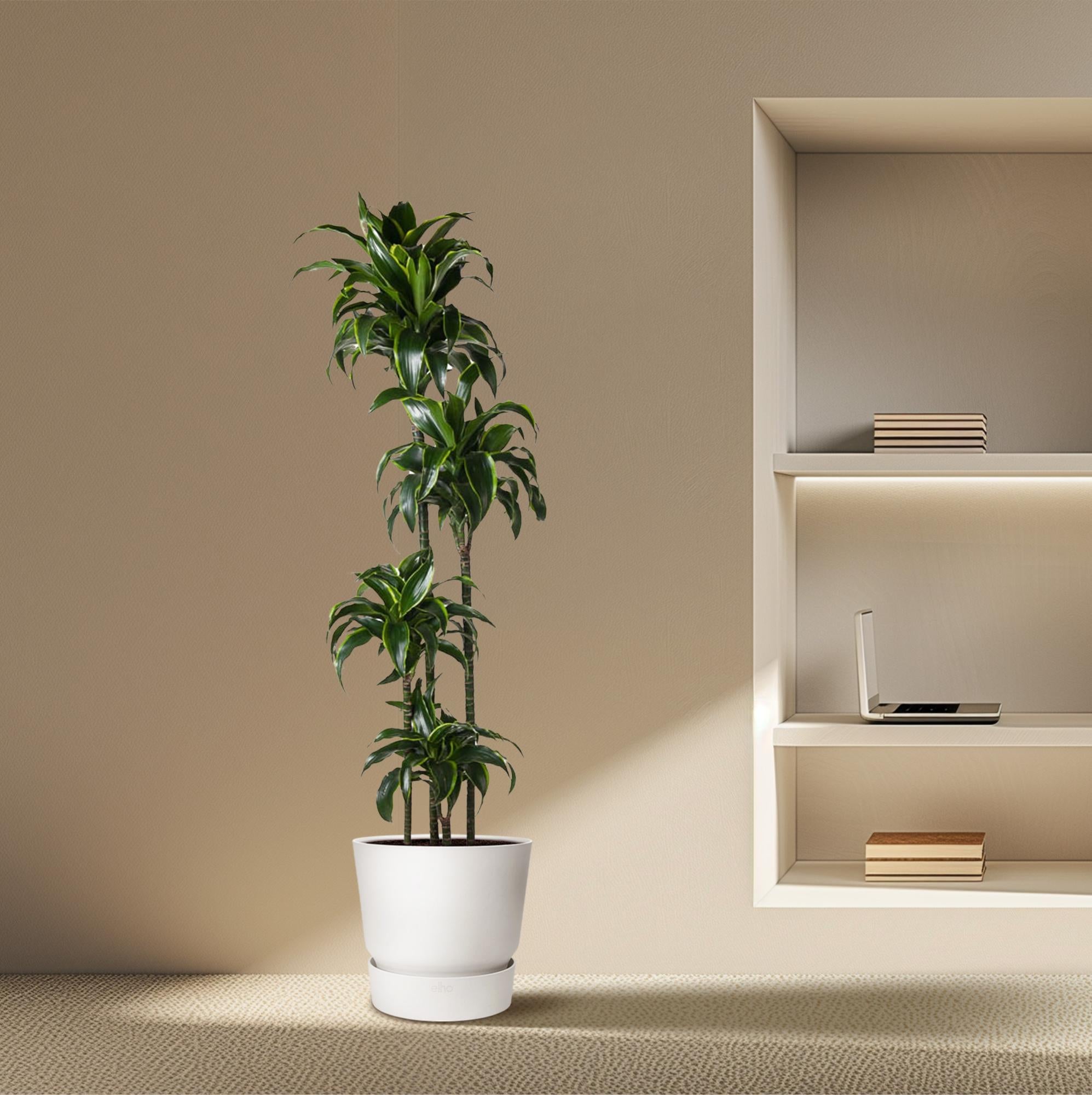 Dracaena Dorado 170cm - ø27