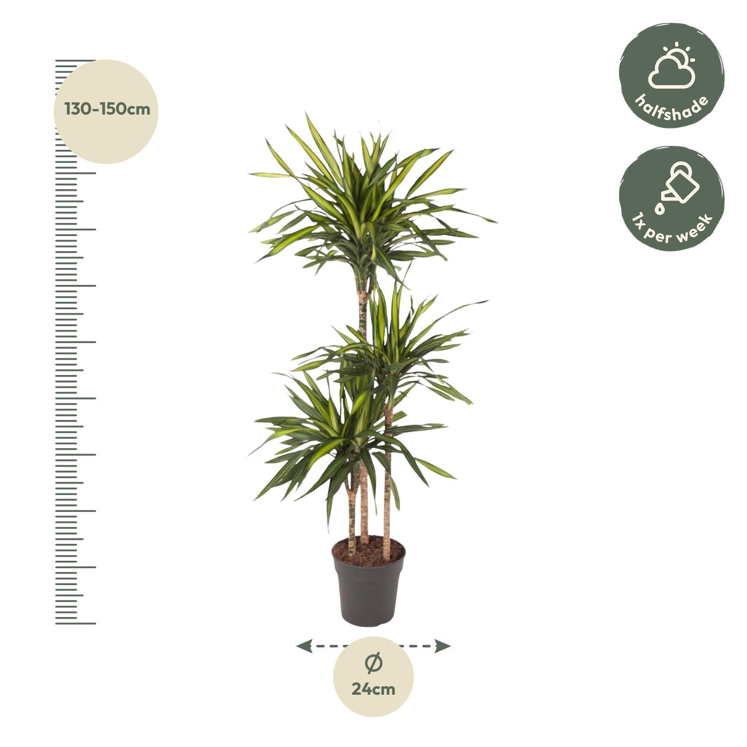 Dracaena Riki (drakenbloedboom) 140 cm hoog, pot ø24 cm