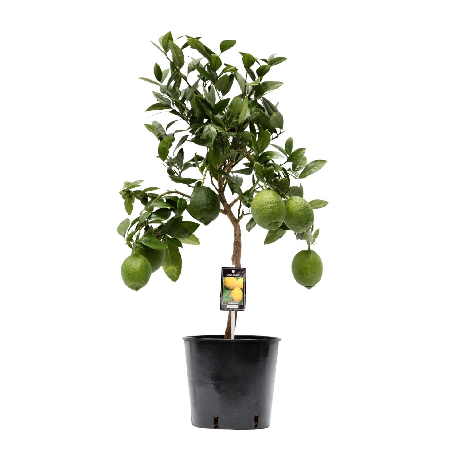 Citroenboom (Citrus limon) 80 cm hoog, pot ø22 cm