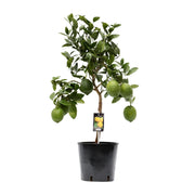 Citroenboom (Citrus limon) 80 cm hoog, pot ø22 cm