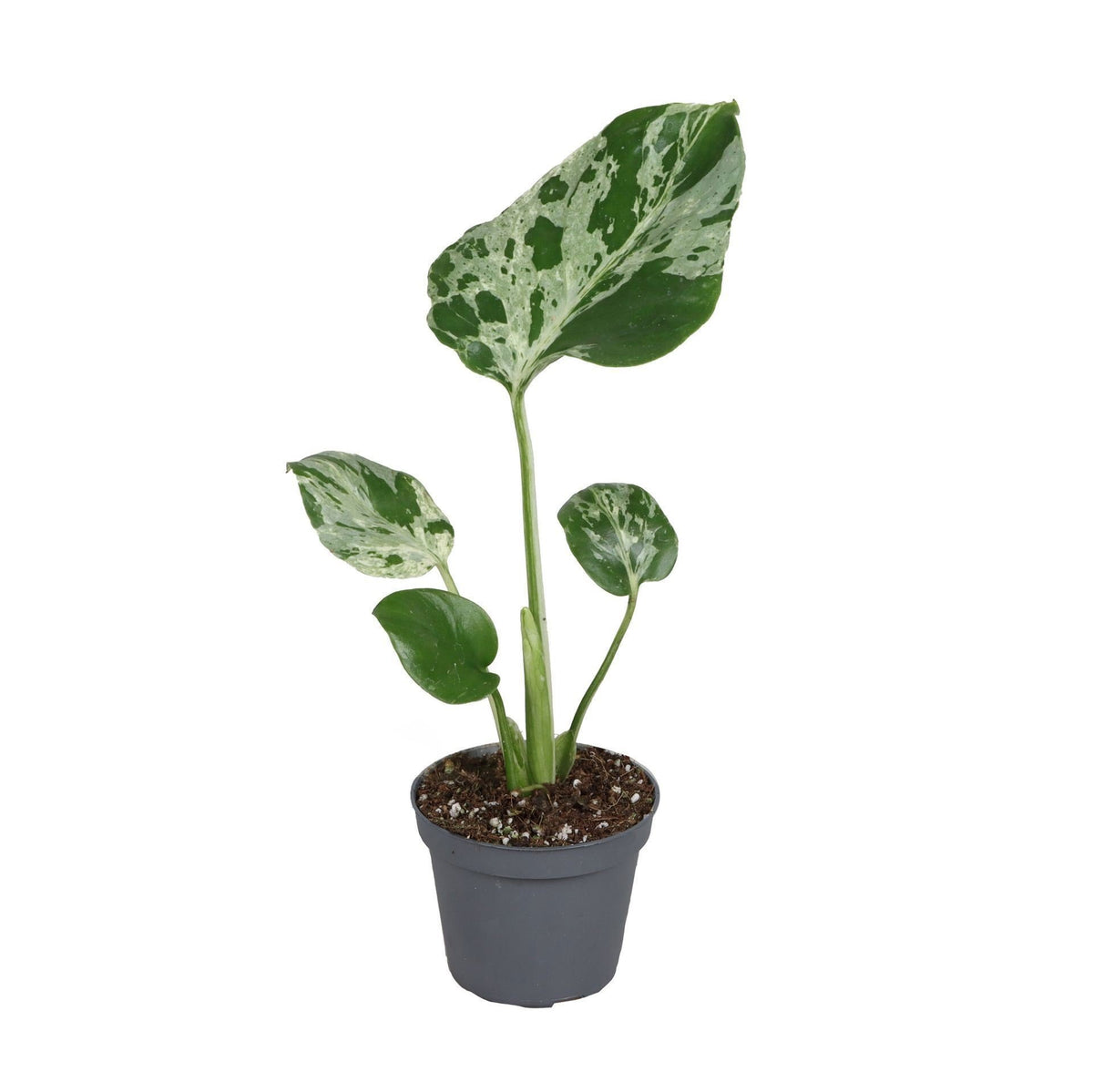 Monstera 18 cm wysokości, doniczka ø6 cm