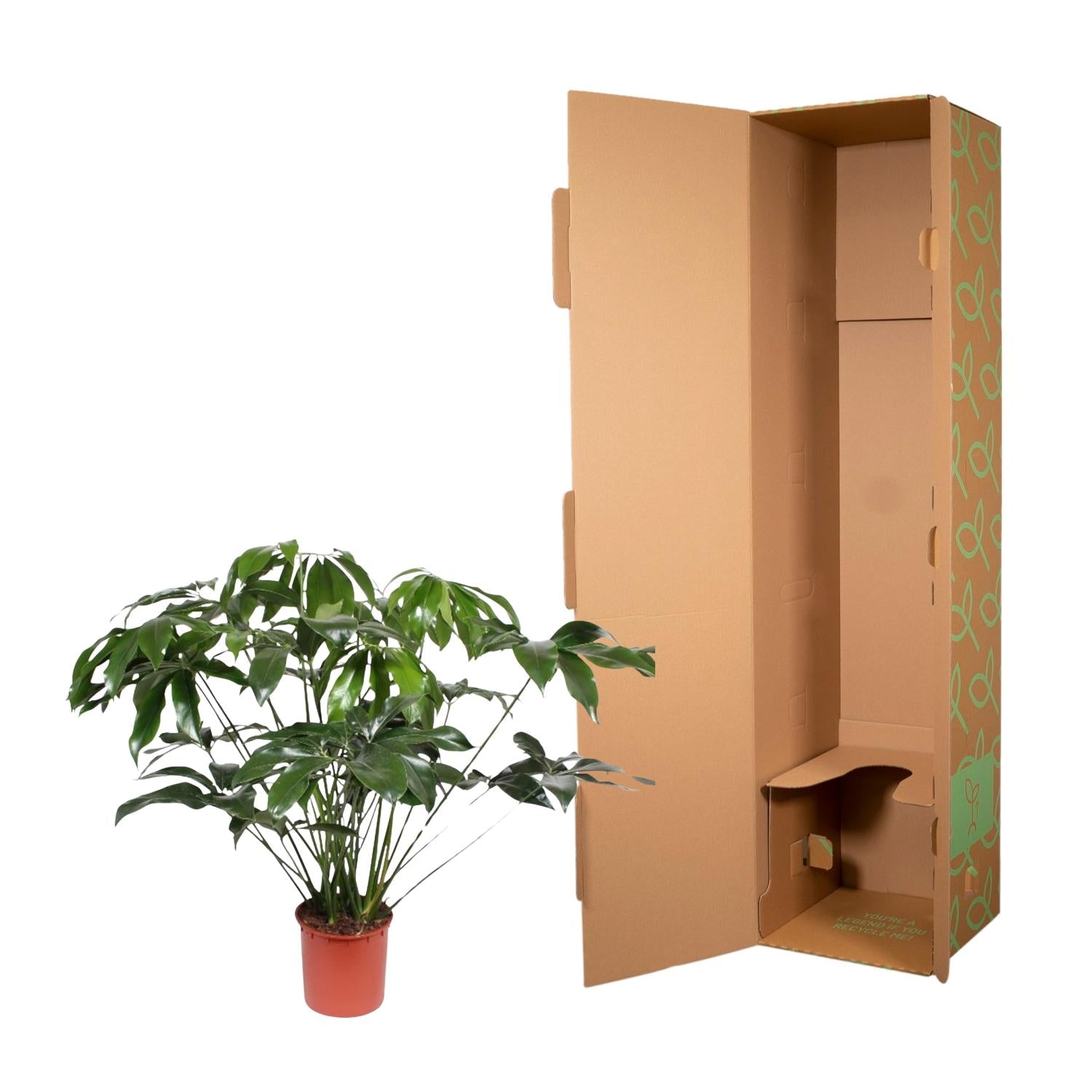 Philodendron Green Wonder - 140 cm - ø34 - XXLplant