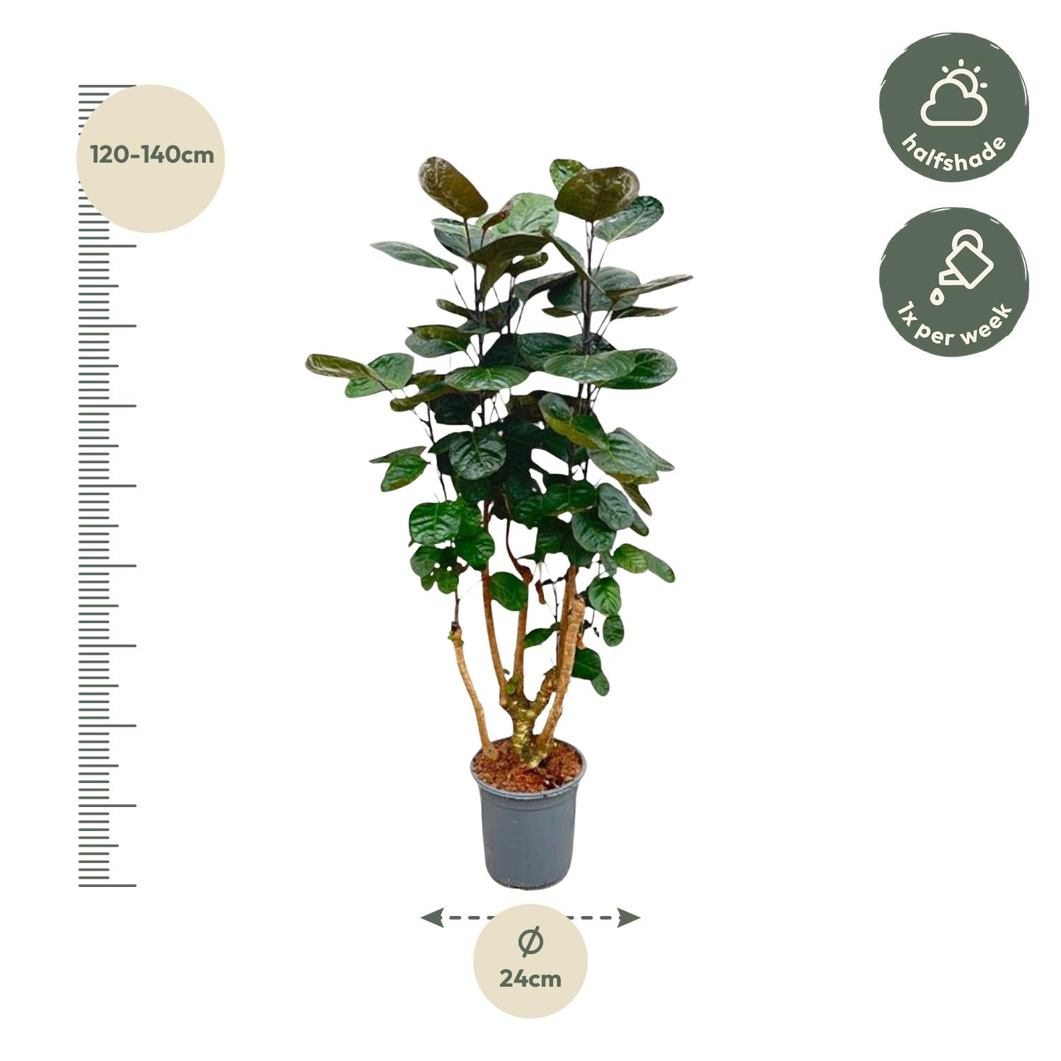 Polyscias Fabian - 130 cm - ø24 - XXLplant