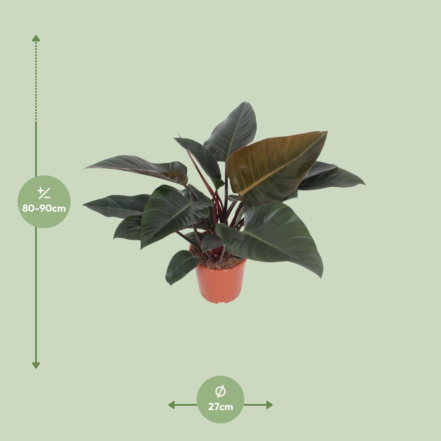 Philodendron 'Congo Red' 80 cm hoog, pot ø27 cm