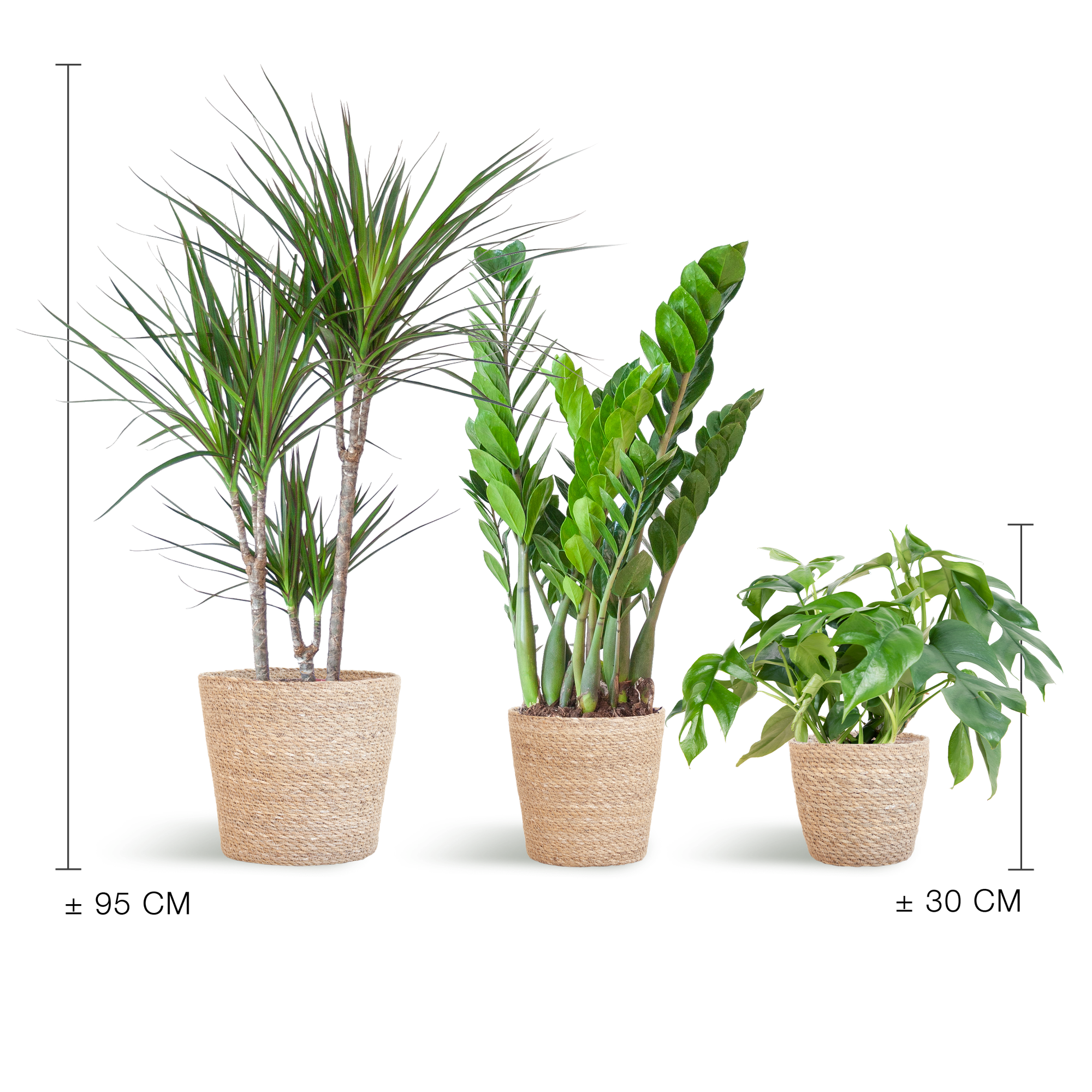 Schaduw Plantenbox with Monstera, Zamioculcas, Dracaena in woven seagrass pots.
