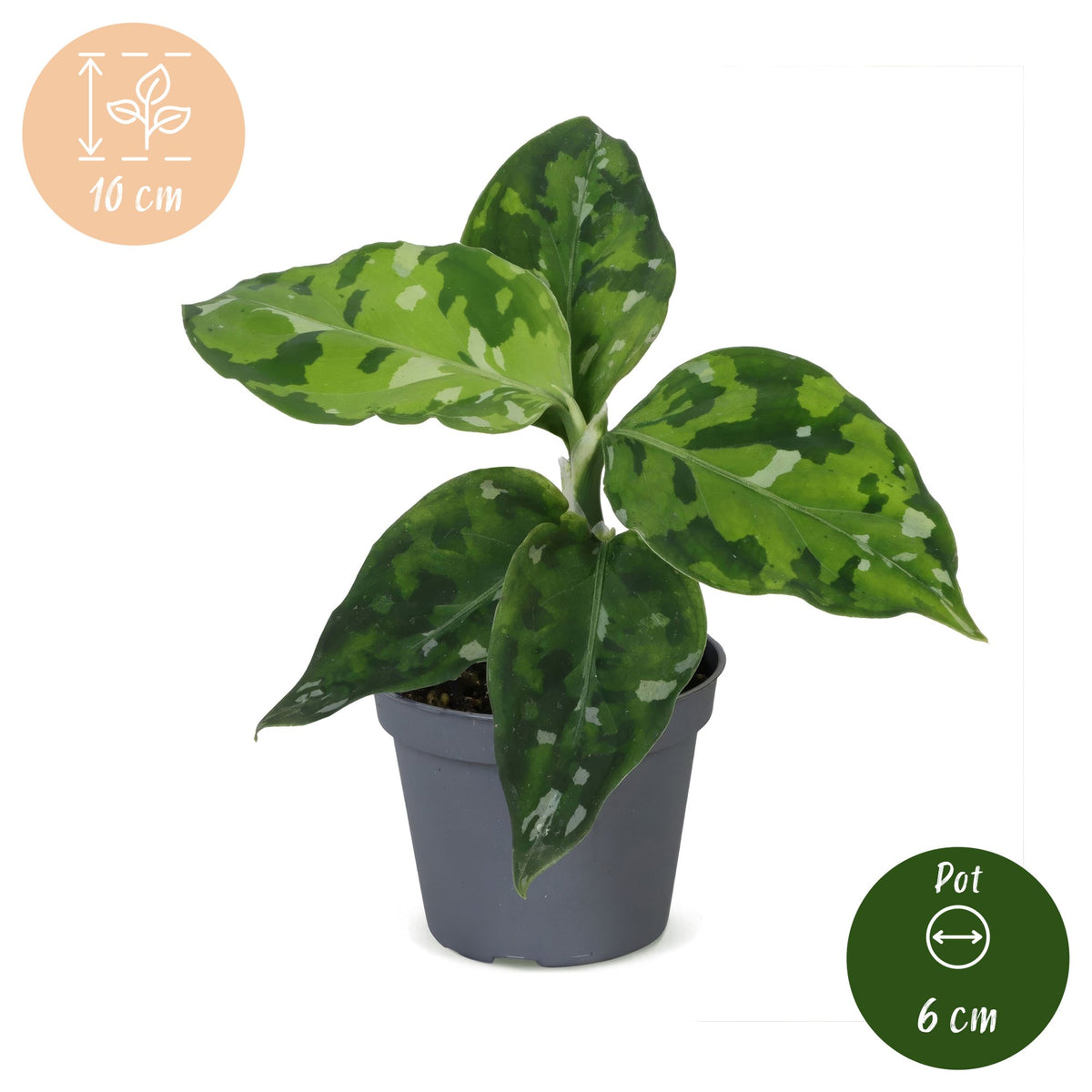 Aglaonema pictum 'Tricolor' 10 cm wysokości, doniczka ø6 cm