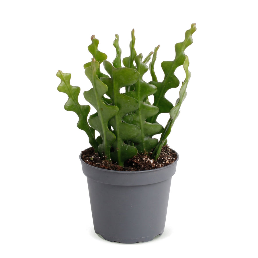 Fischgrätenkaktus (Epiphyllum anguliger) 15 cm hoch, Topf ø6 cm