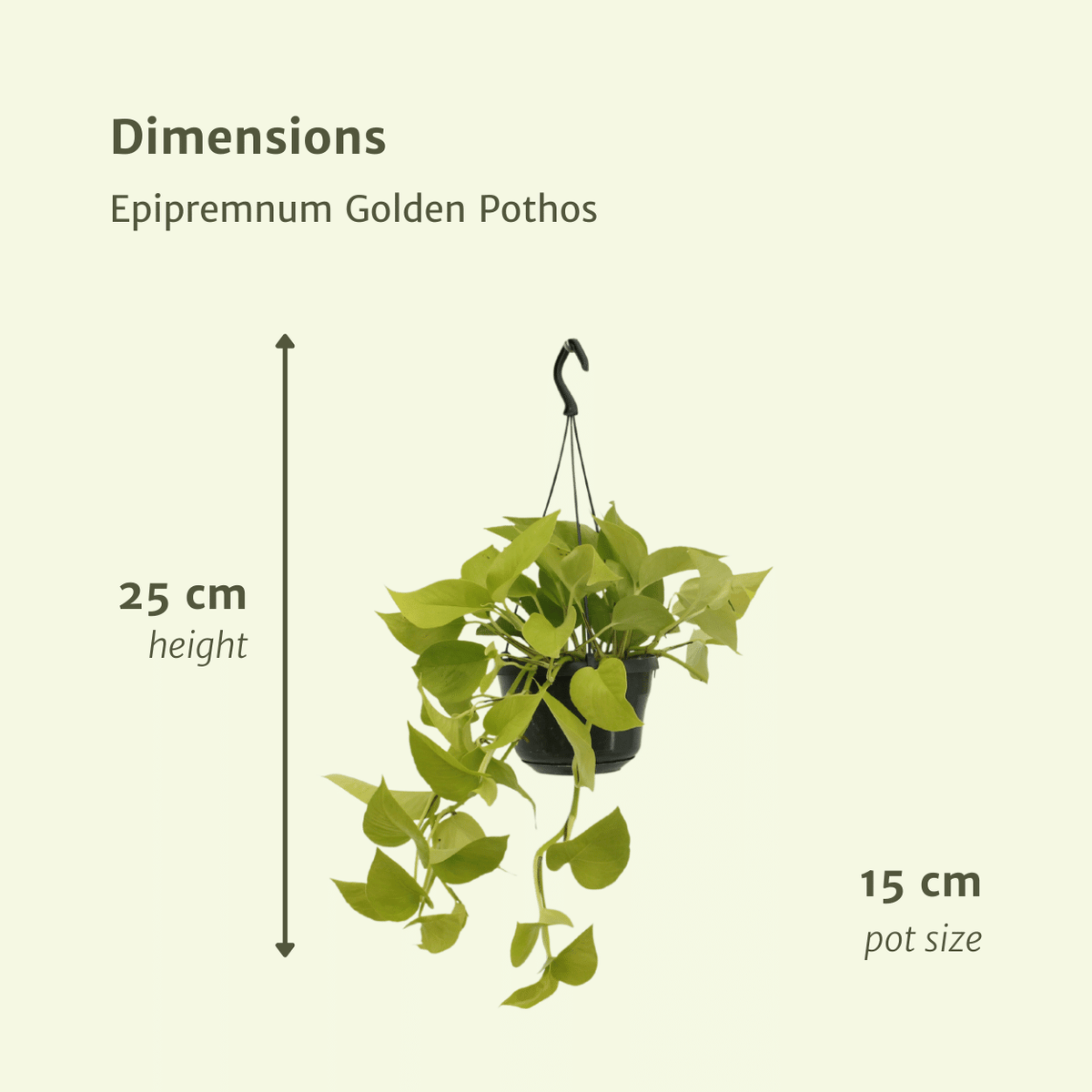 Epipremnum aureum 'Golden Pothos'