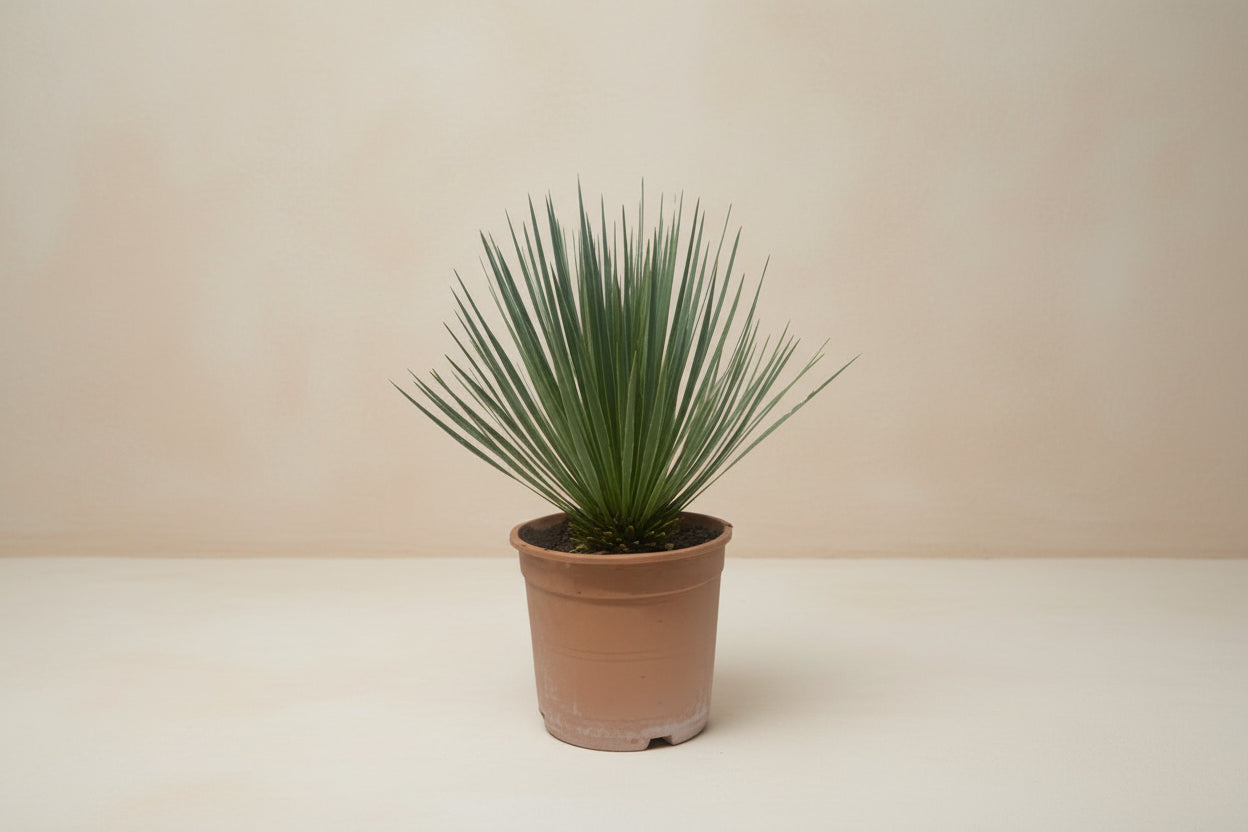 Yucca Rostrata 60cm - ø24