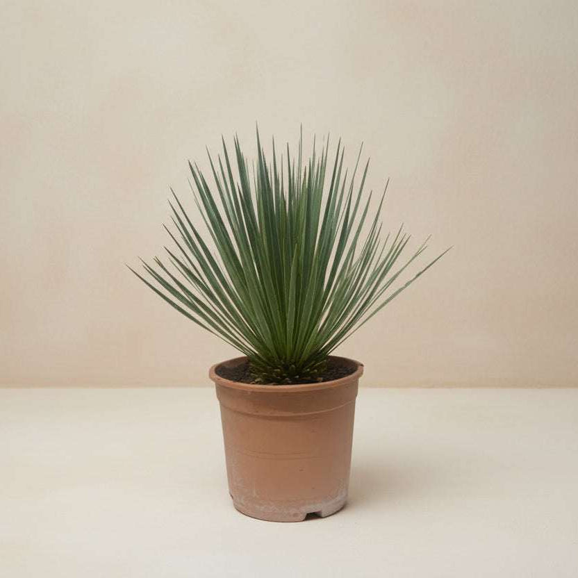 Yucca Rostrata plant van 60 cm in pot van 24 cm diameter