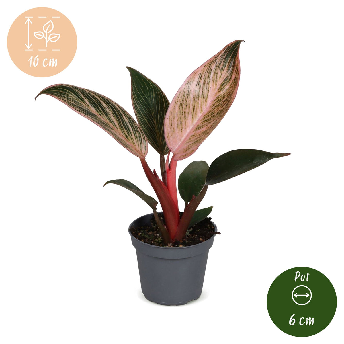Philodendron 'Pink Bikini'