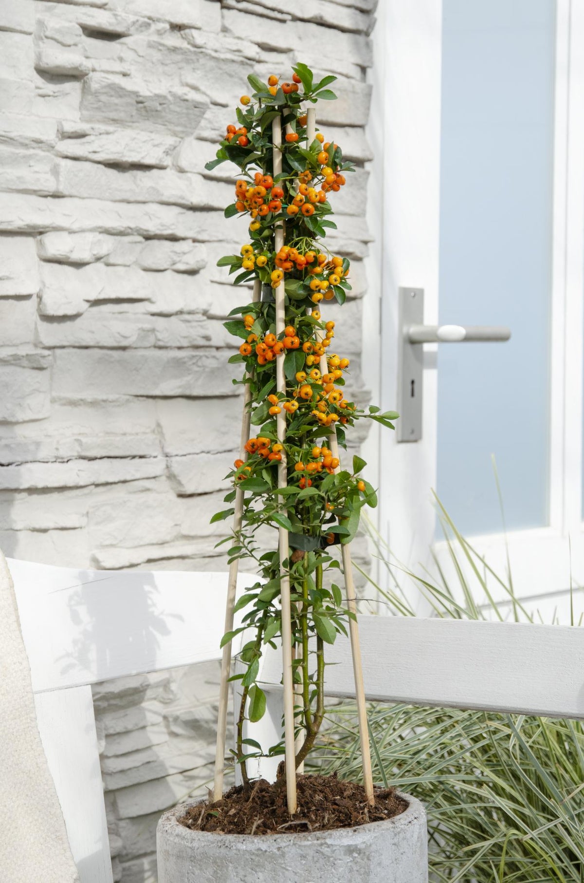 Buisson ardent 'Orange Glow' , 4 plantes de 65 cm