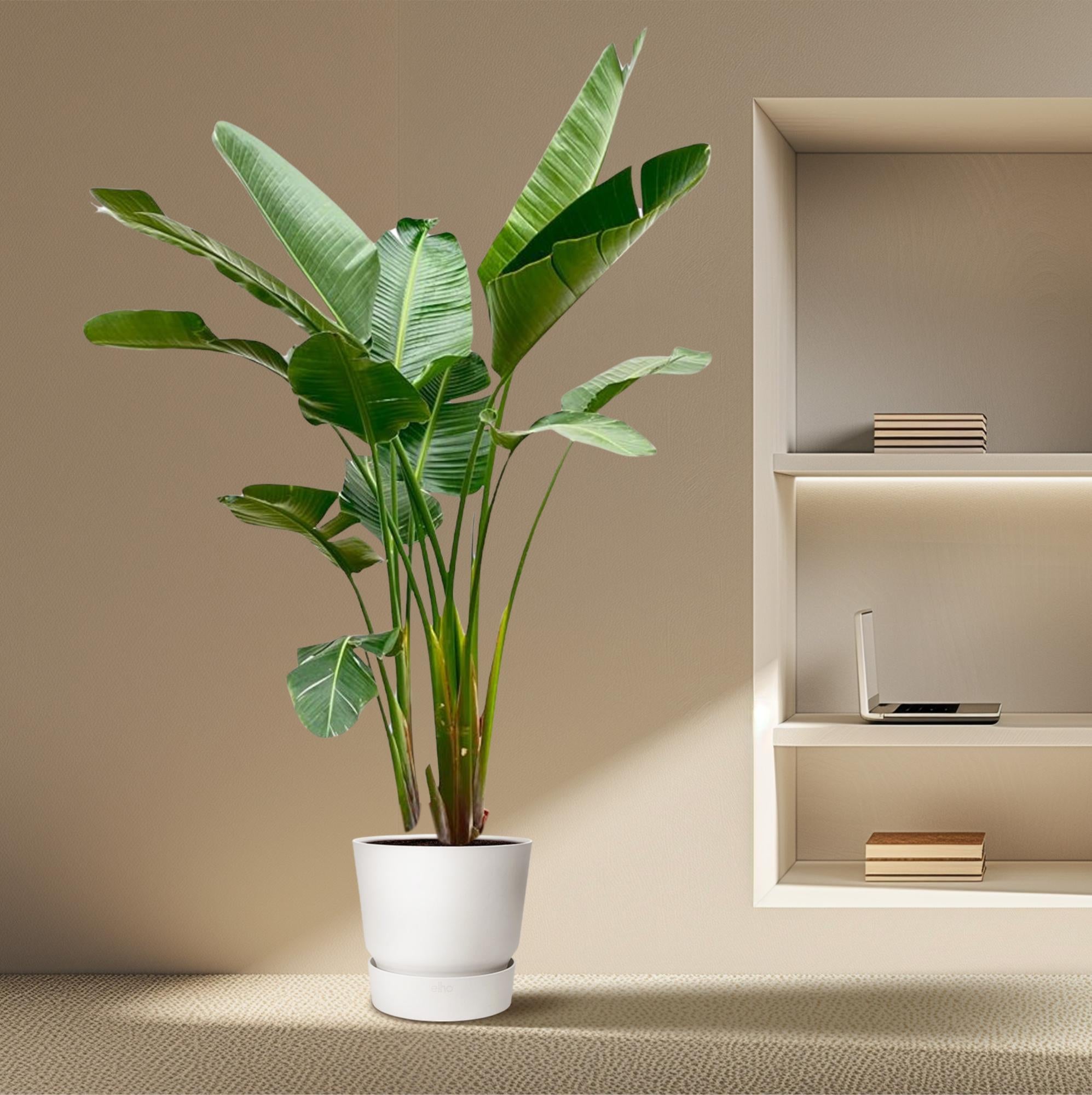 Strelitzia Augusta de luxe XXL 250cm - ø38
