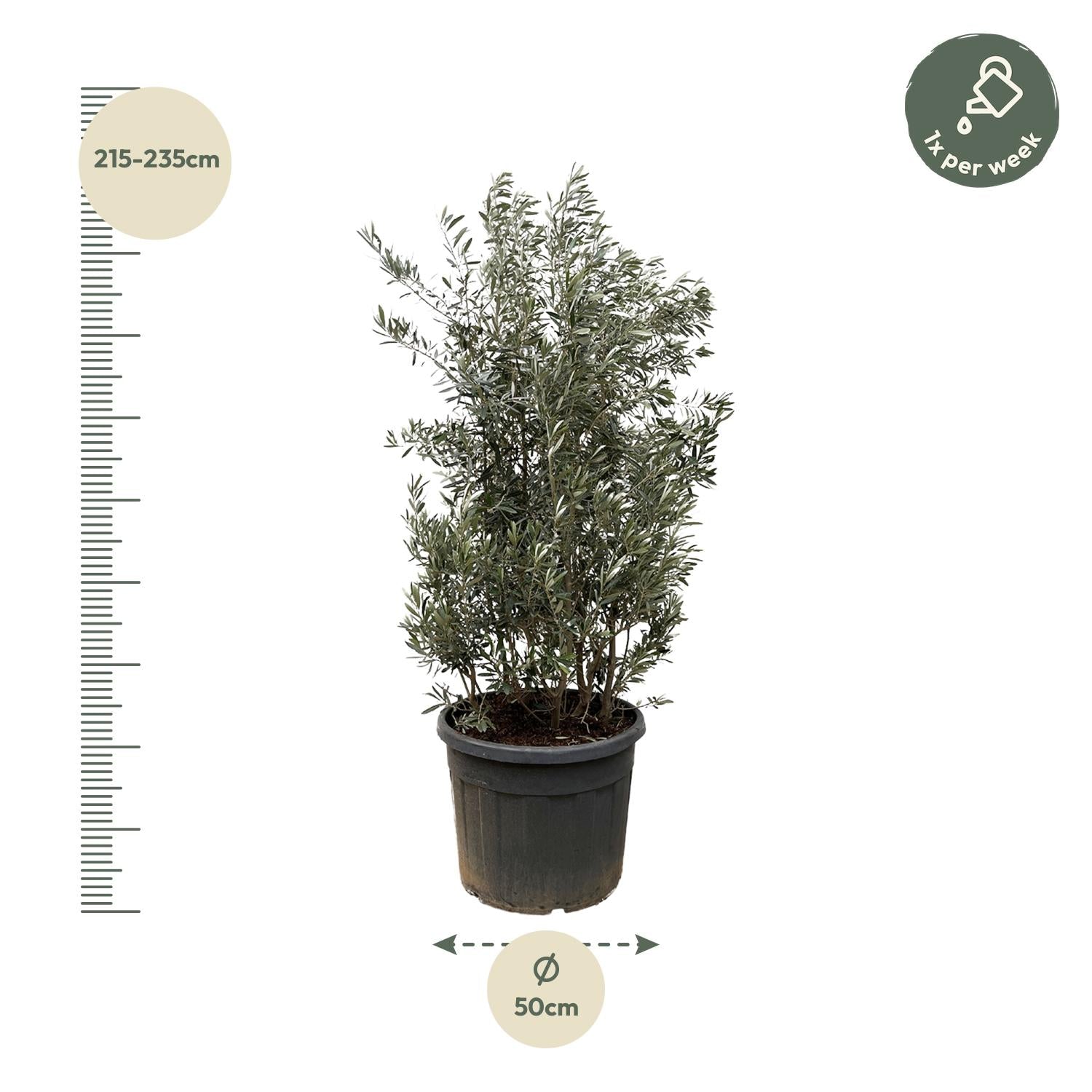 Olea Europaea busk
