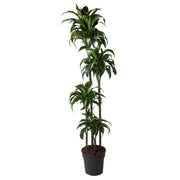 Dracaena Dorado 170cm - ø27