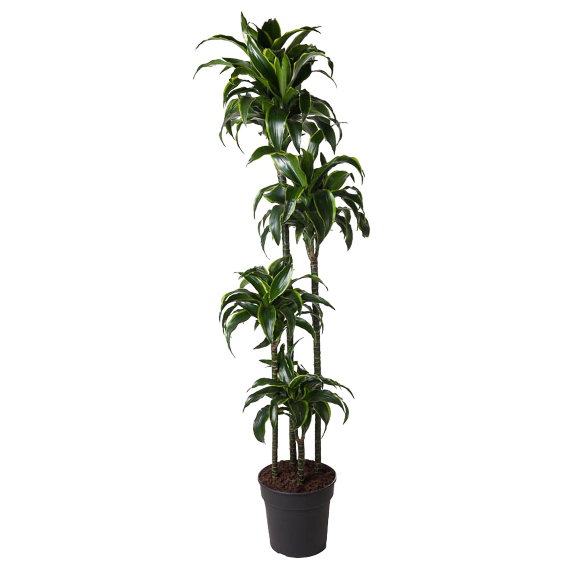 Dracaena Dorado 170cm - ø27