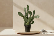 Cactus Opuntia Ficus Indica met grote groene platte bladeren en gele bloemen, 120cm hoog, geschikt voor zonnige plekken en weinig water.