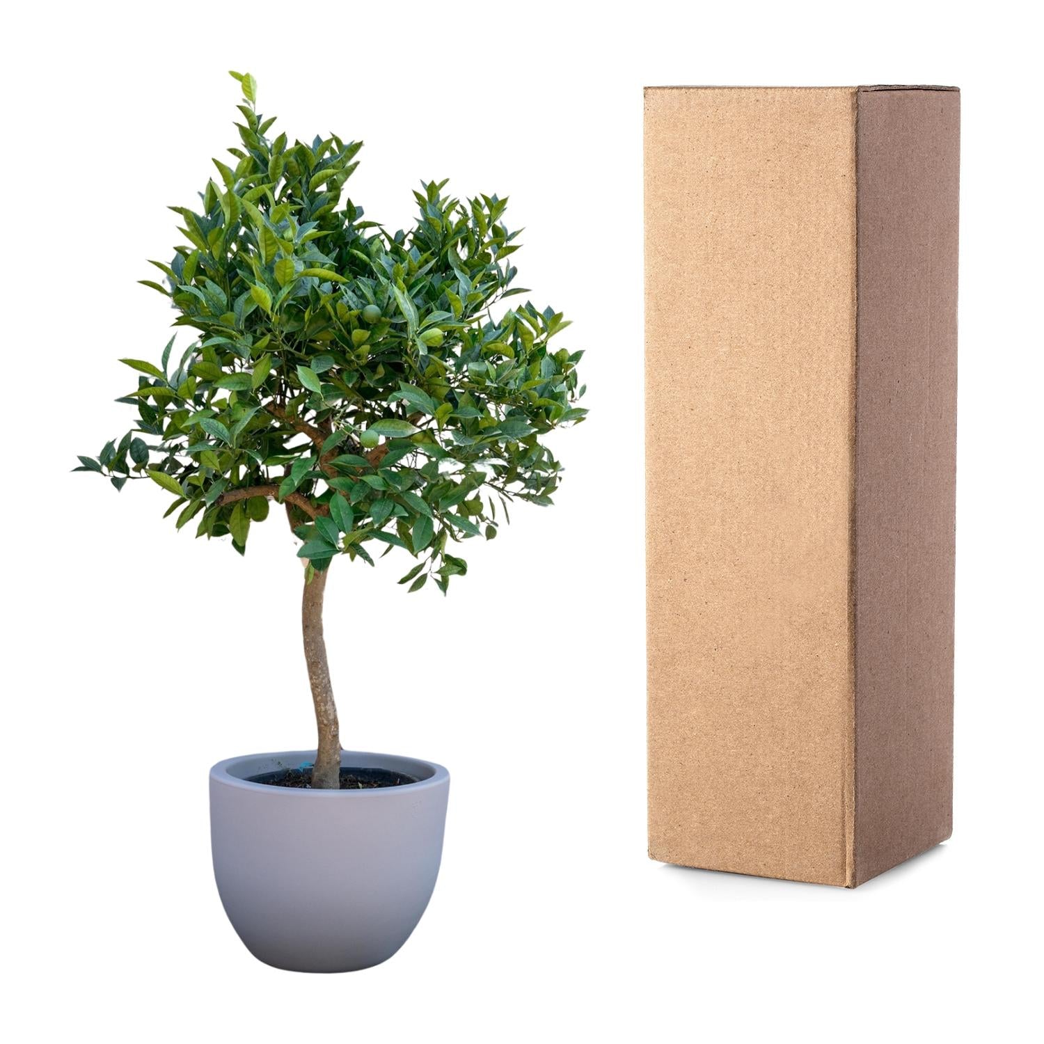 Sinaasappelboom (Citrus sinensis) 200 cm hoog, pot ø35 cm
