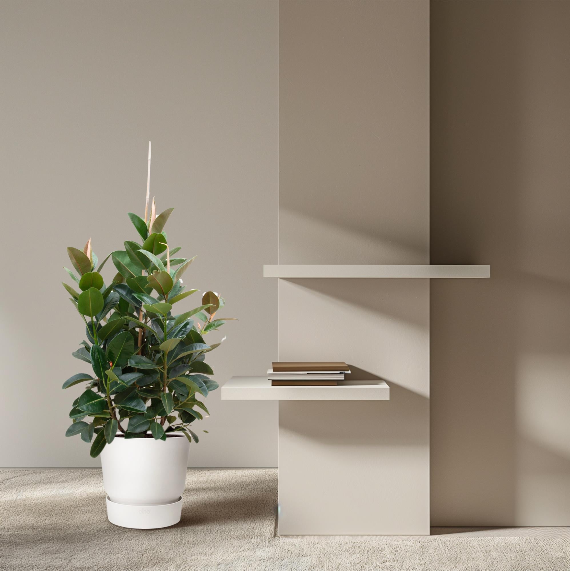 Rubberboom vertakt (Ficus elastica Robusta) 150 cm hoog, pot ø38 cm