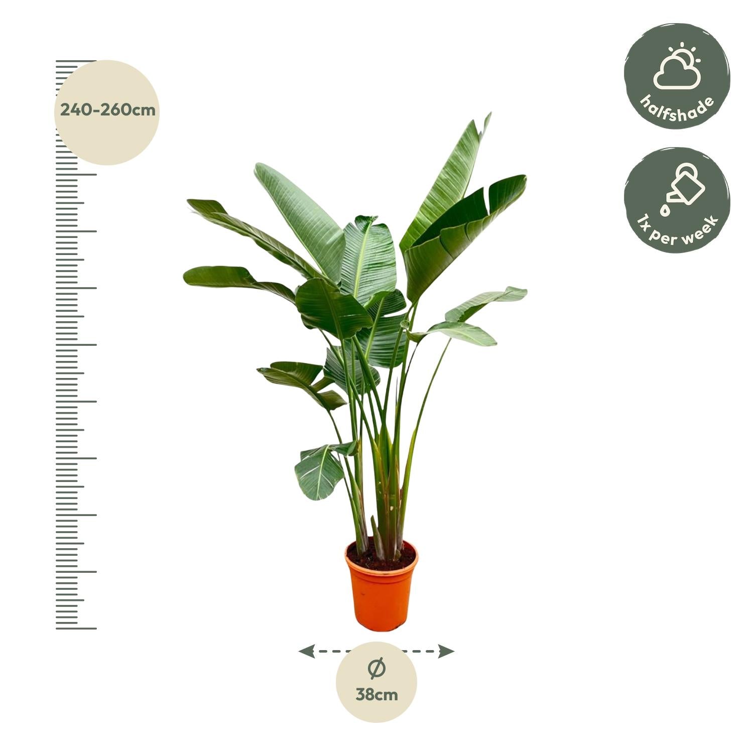 Strelitzia Augusta de luxe XXL 250cm - ø38