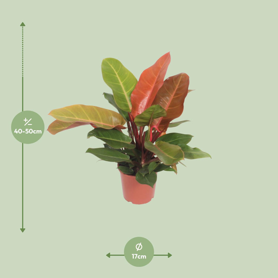 Philodendron 'Prince of Orange' 45 cm hoog, pot ø17 cm