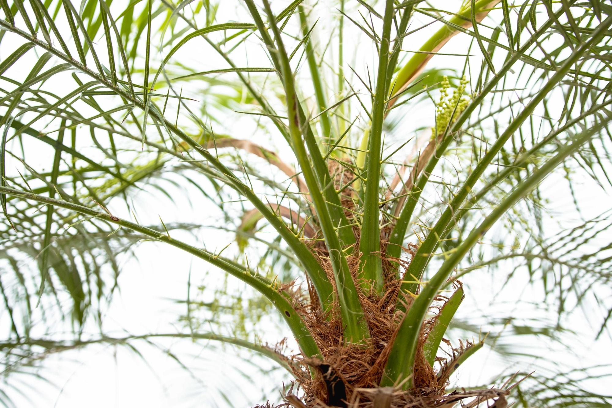 Phoenix Roebelenii op stam 190cm - ø30