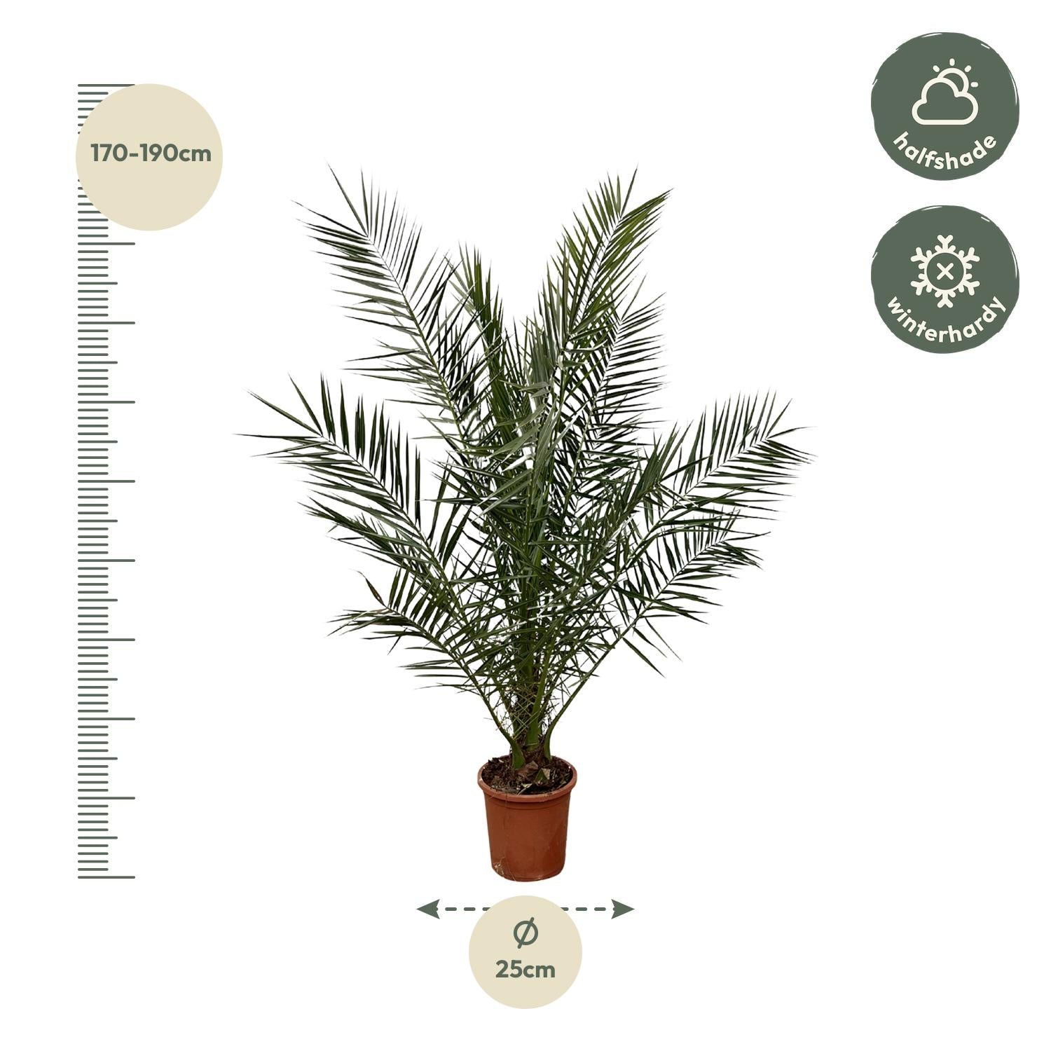 Phoenix Canariensis palm with dark green, feathery leaves in a pot, ideal for sunny or lightly shaded spots indoors or outdoors.