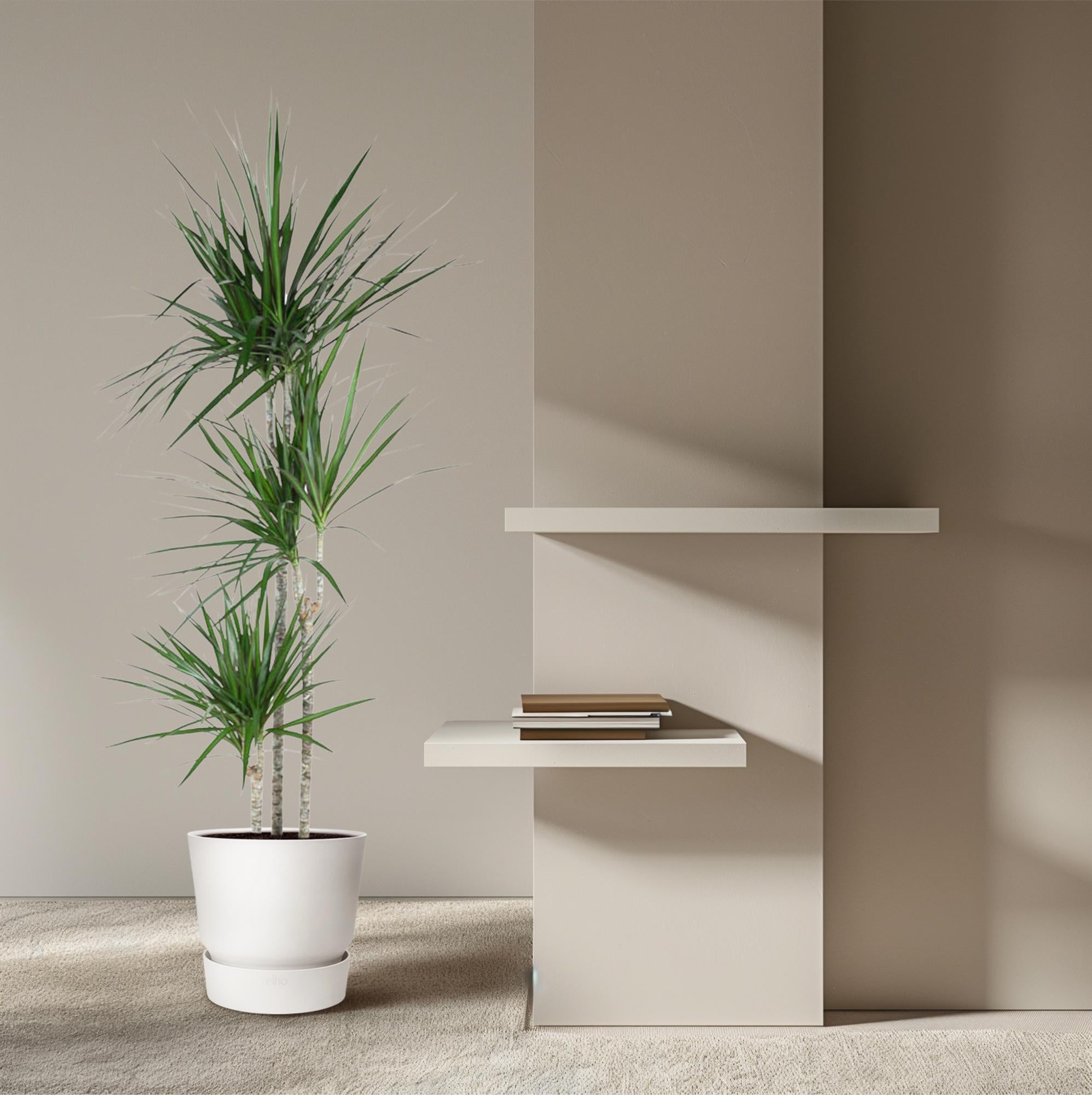 Drachenbaum (Dracaena marginata) 160 cm hoch, Topf ø24 cm