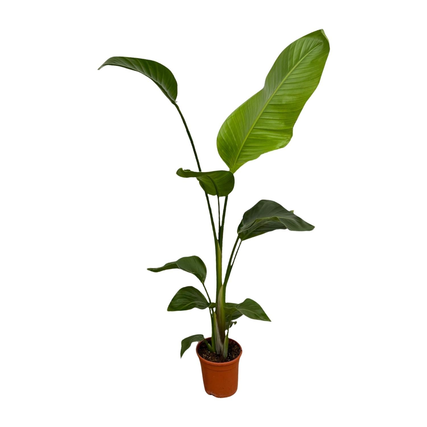 Witte paradijsvogel (Strelitzia nicolai) 100 cm hoog, pot ø17 cm, set van 2