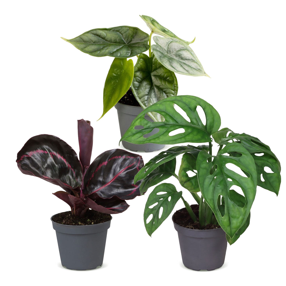 Baby Jungle Mix