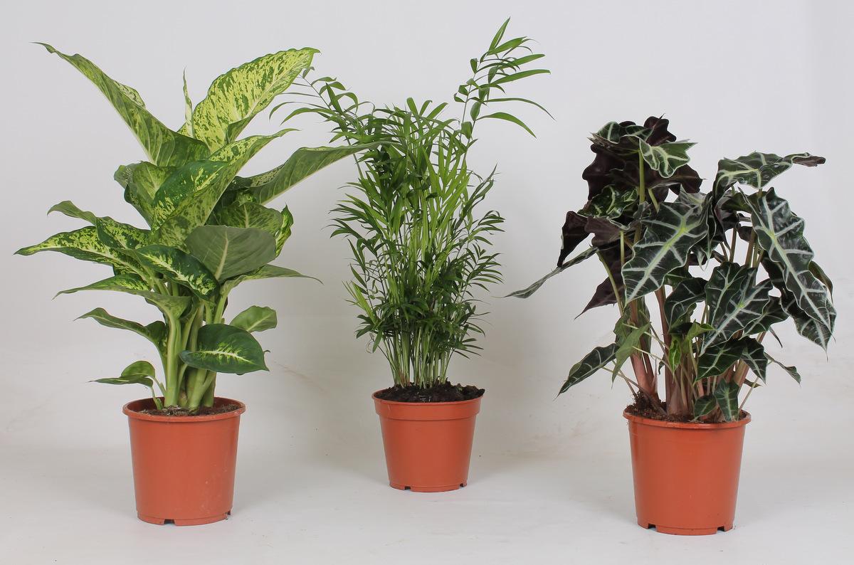 Binnenplanten Mix, 45 cm hoog, pot ø17 cm, set van 3