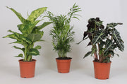 Indendørs Planter Mix, 45 cm høj, potte ø17 cm, sæt med 3