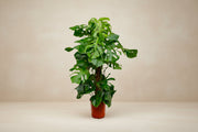 Monstera deliciosa (gatenplant) 140 cm hoog, pot ø27 cm
